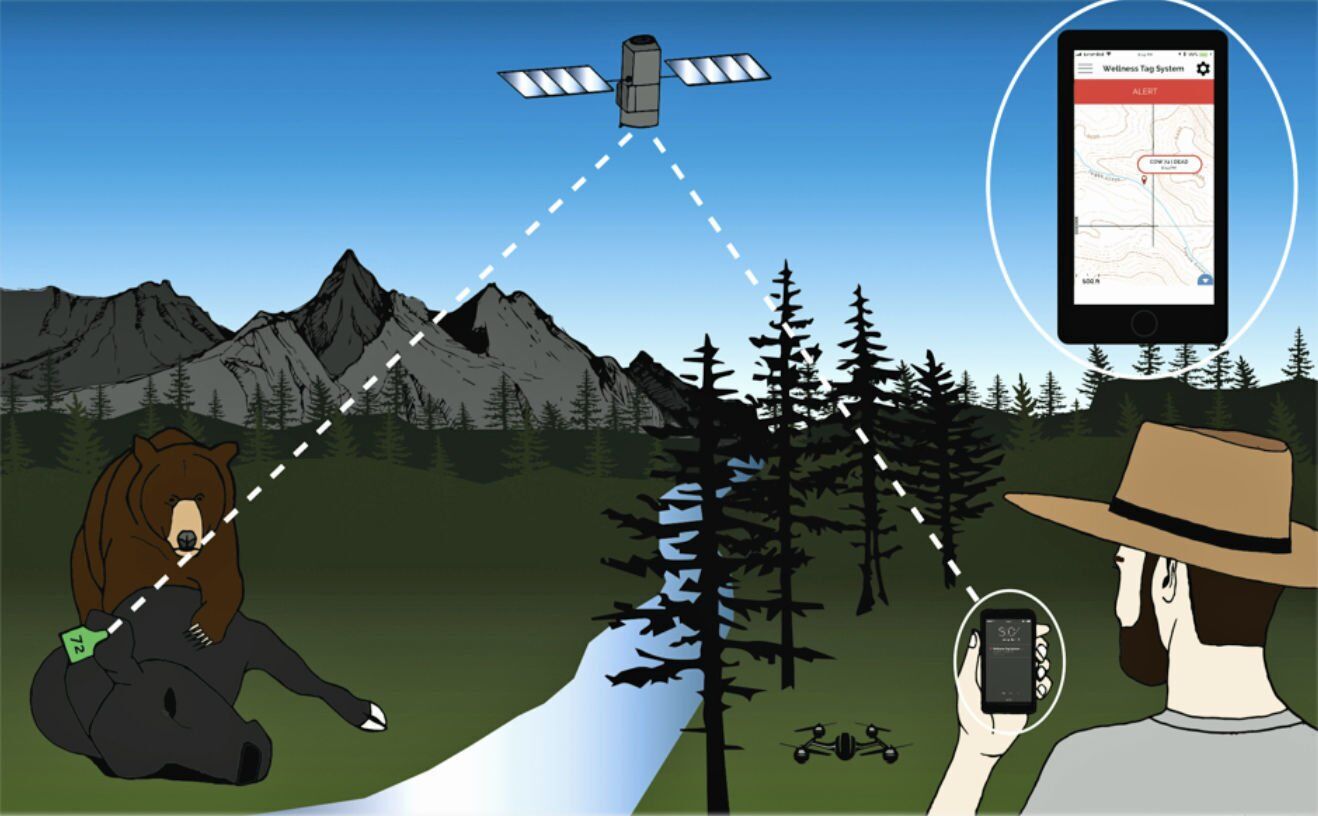 TEAL monitoring cattle